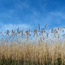 wanderreise_theiss_see_8