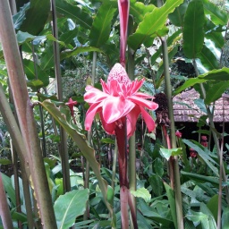 karibik-kreuzfahrt_2018_28