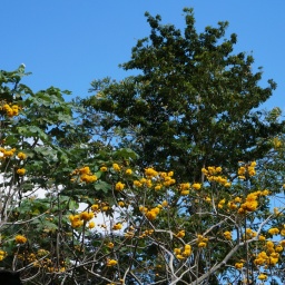 karibik_kreuzfahrt_magica_35