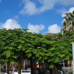 karibik_kreuzfahrt_magica_6