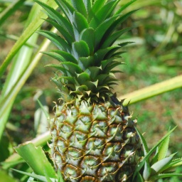 kuba_ananas