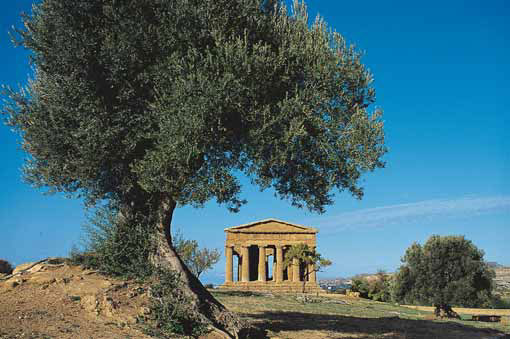 sizilien ausgrabung olivenb