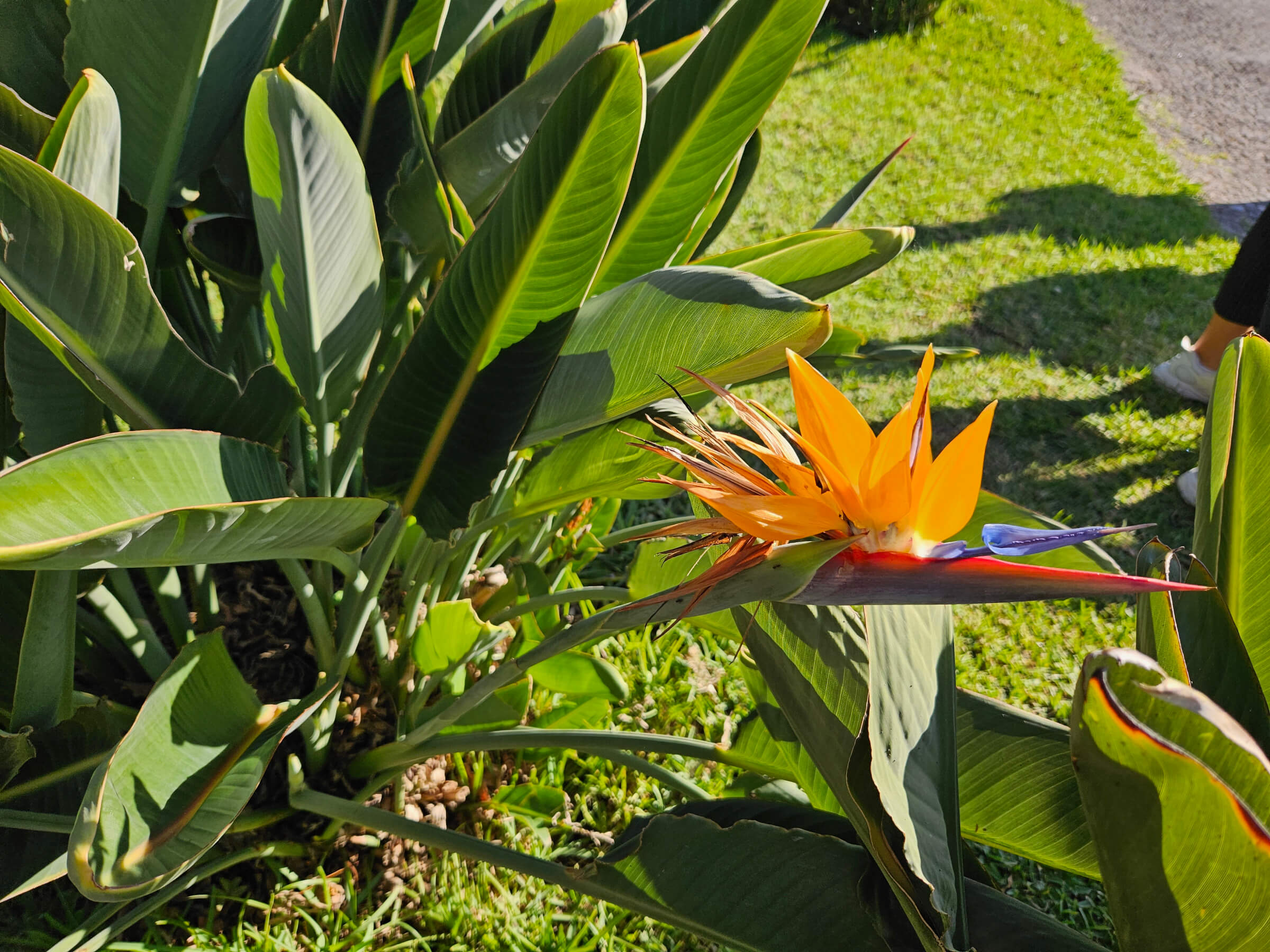 Eine bunte Blume mit orangefarbenen Blütenständen und grünen Blättern in einem Garten. Sonniger Tag.