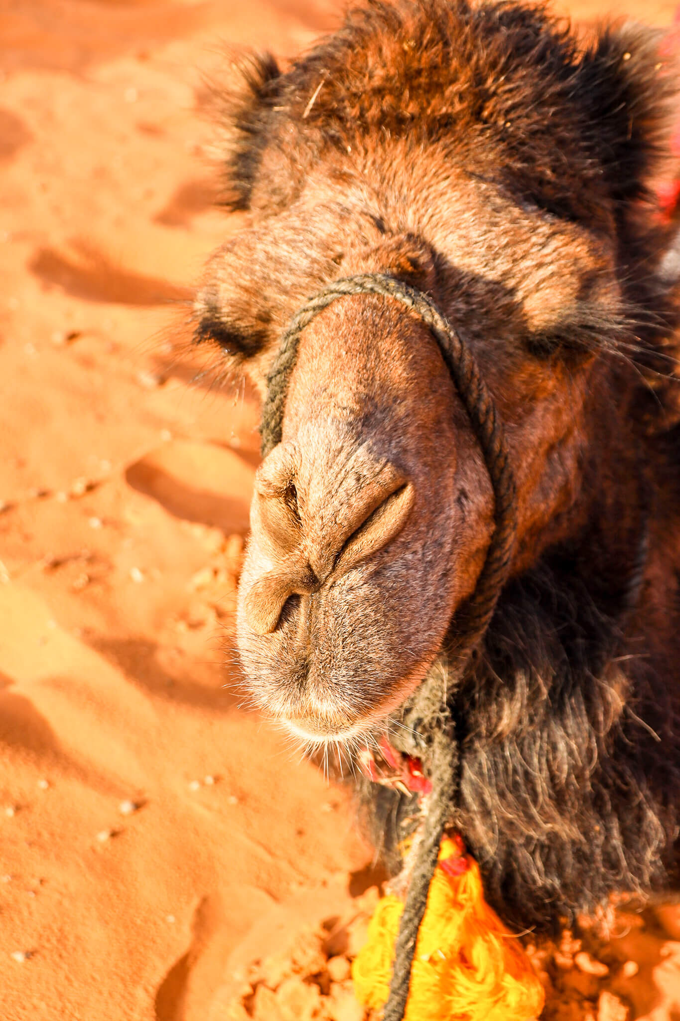 Ein nahes Bild eines Kamels mit einem weichen Gesicht und einem braunen Fell im Wüstensand.
