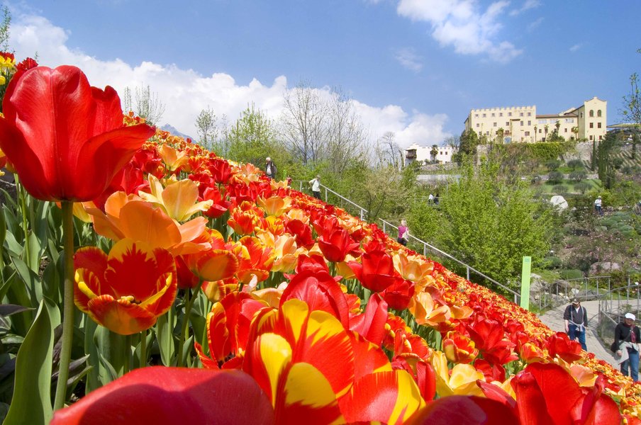 Bunte Tulpen blühen in einem Garten, mit einem Schloss und Menschen im Hintergrund unter blauem Himmel.