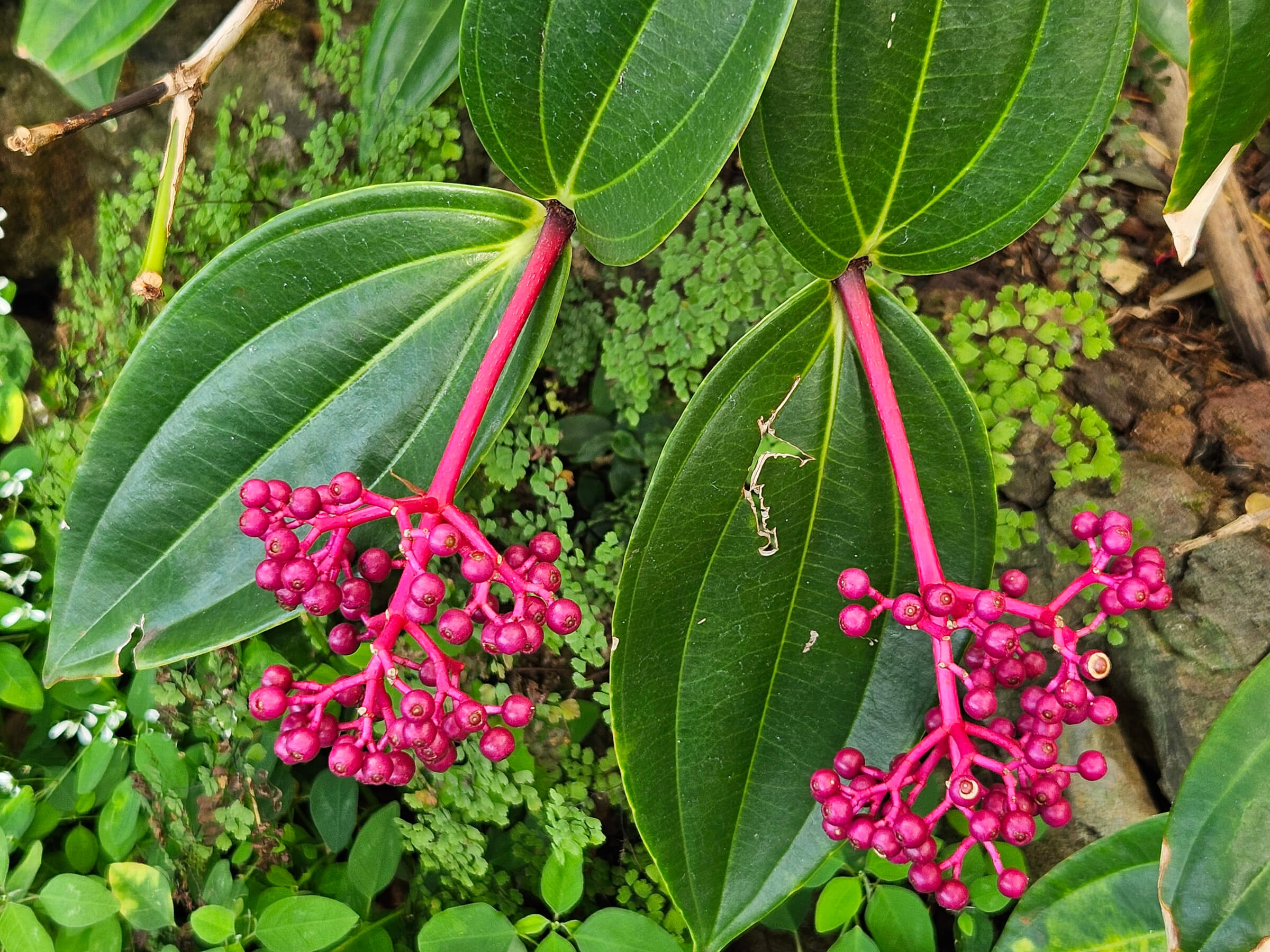 Zwei pinkfarbene Blütenstände mit runden Beeren, umgeben von großen, glänzenden Blättern und grünen Pflanzen.