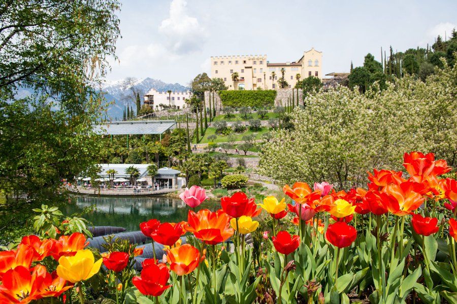 Blühende Tulpen vor einem beeindruckenden Schloss, umgeben von grünem Garten und Bergen im Hintergrund.