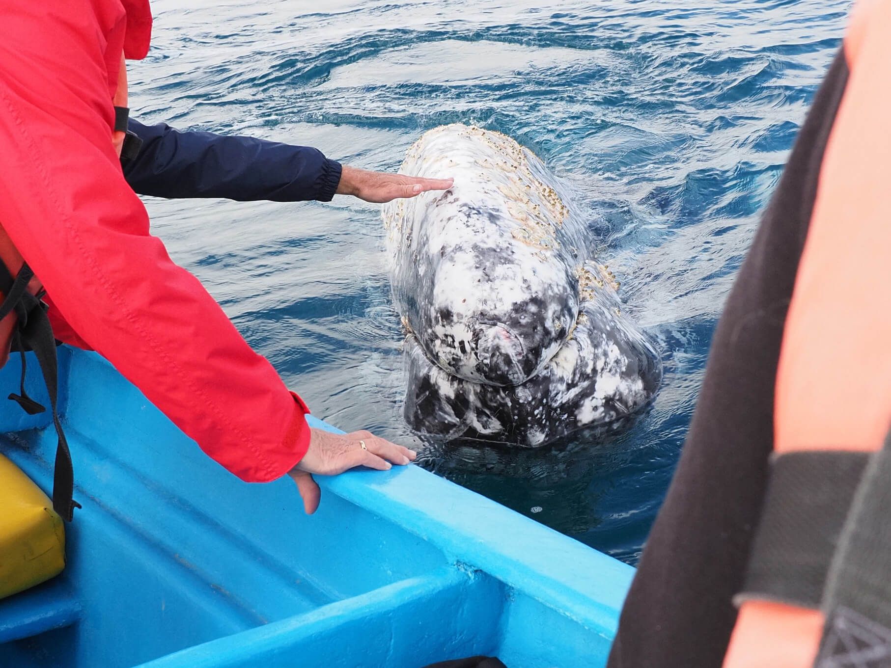 Ein Mensch berührt einen Grauwal, während er in einem Boot auf dem Wasser sitzt. Ein faszinierendes Begegnungserlebnis.