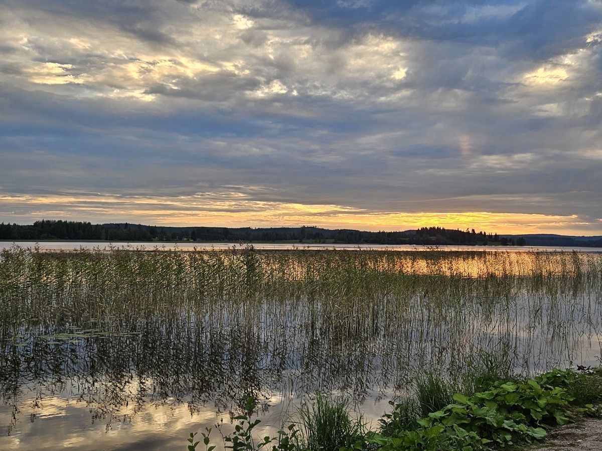 Ein ruhiger See bei Sonnenuntergang, umgeben von sanften Wolken und grünem Schilf im Vordergrund.