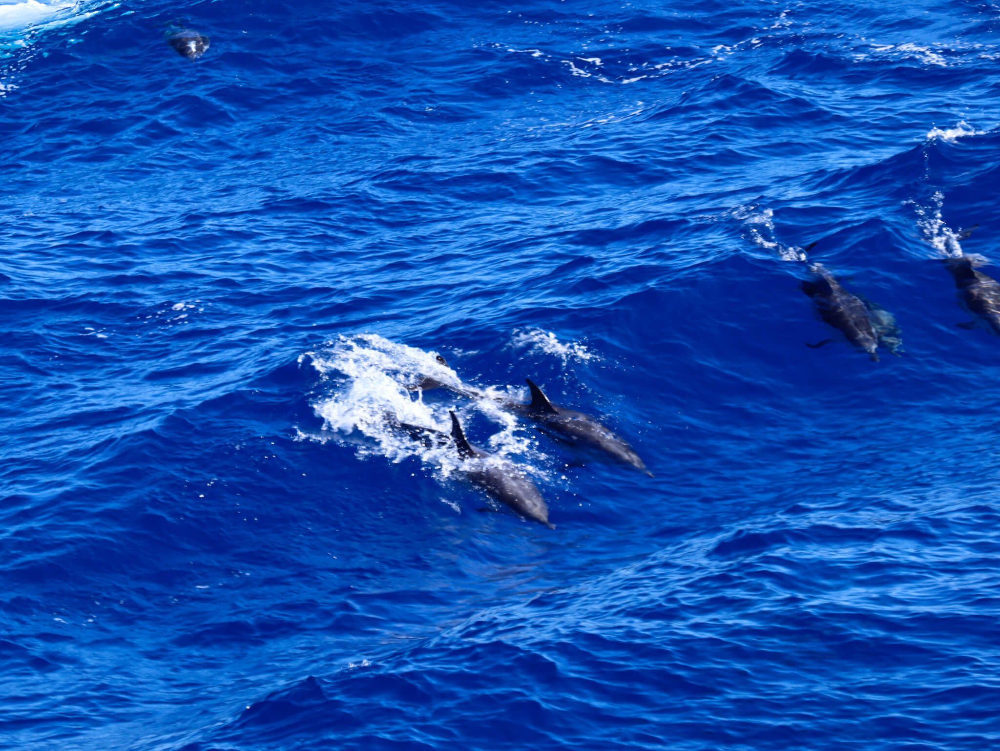 Delfine schwimmen fröhlich in den tiefblauen Wellen des Ozeans, während sie aus dem Wasser springen.