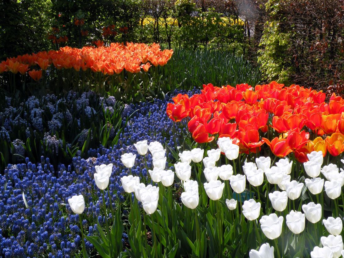 Bunte Blumenbeete mit orangefarbenen, roten, weißen und blauen Tulpen blühen in voller Pracht im Frühling.