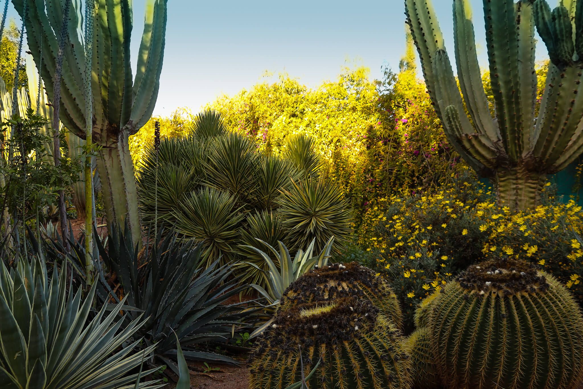 Ein üppiger Garten mit verschiedenen Kakteen, agavenähnlichen Pflanzen und bunten Blumen im Hintergrund.