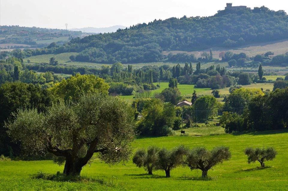 Eine ruhige Landschaft mit Olivenbäumen, sanften Hügeln und viel Grün unter einem klaren Himmel.