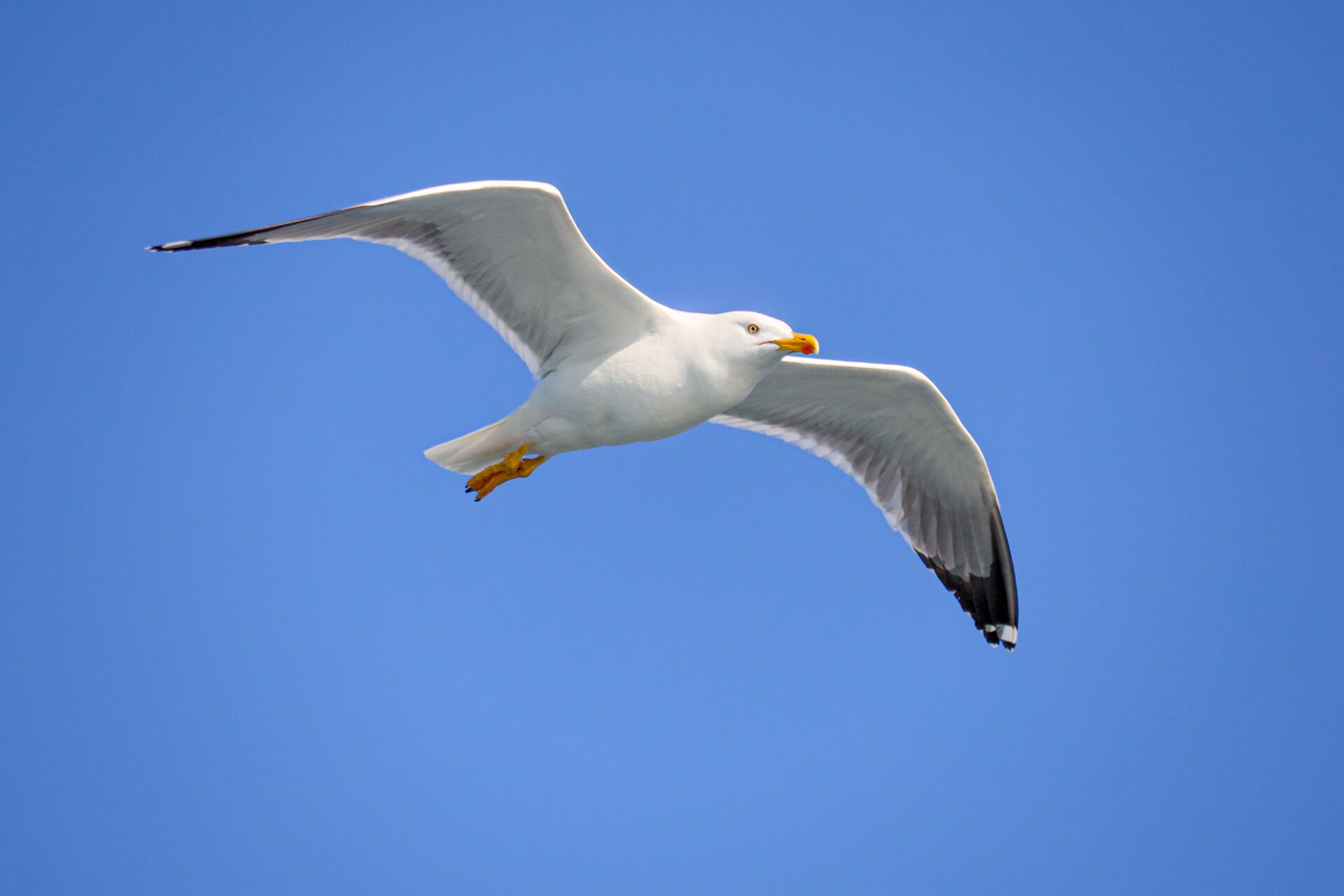 Eine Möwe schwebt elegant durch den klaren blauen Himmel.