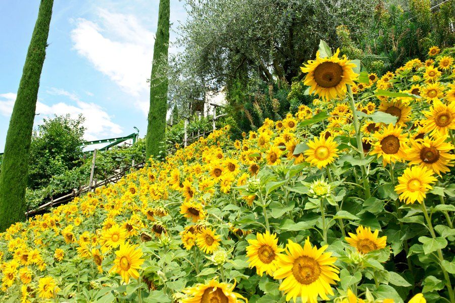 Ein wunderschöner Hang voller Sonnenblumen, umgeben von grünen Pflanzen und blauem Himmel.