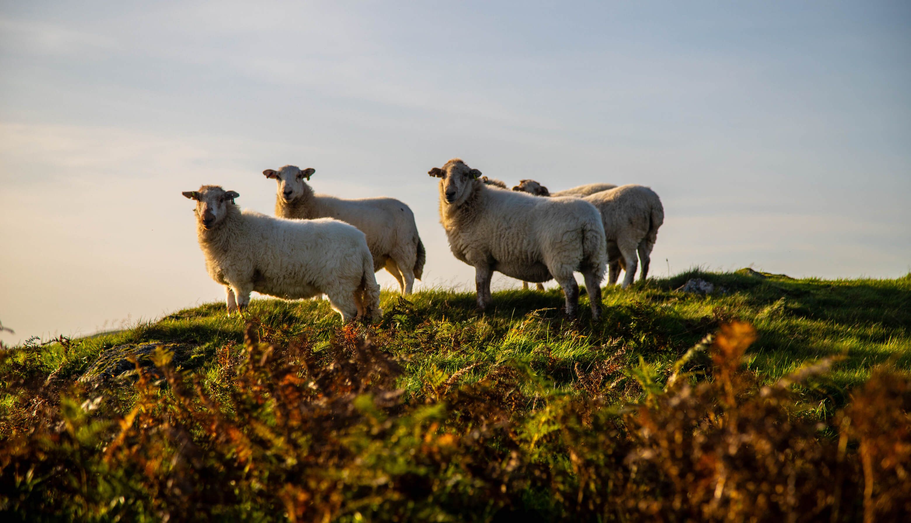 Fünf Schafe stehen auf einer grünen Wiese, umgeben von Gras und Sonne, mit sanftem Himmel im Hintergrund.
