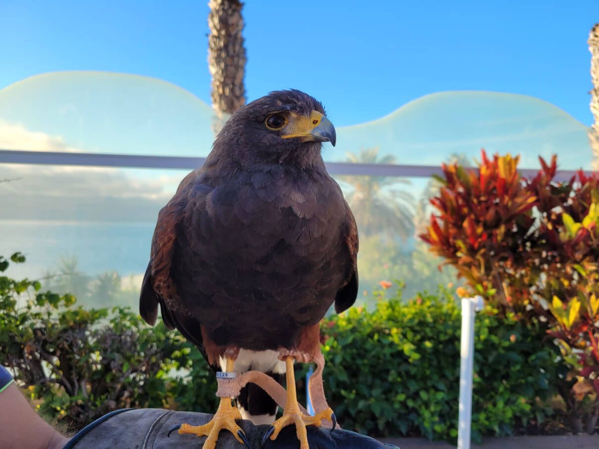 Ein beeindruckender Vogel sitzt auf einem Handschuh, umgeben von Pflanzen und einem klaren Himmel im Hintergrund.