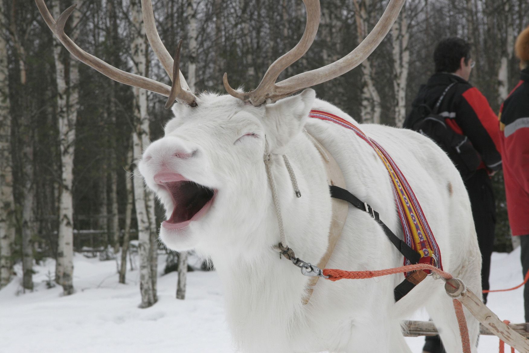Ein weißes Rentier mit einem breiten Maul in der verschneiten Natur, im Hintergrund Menschen und Birkenbäume.