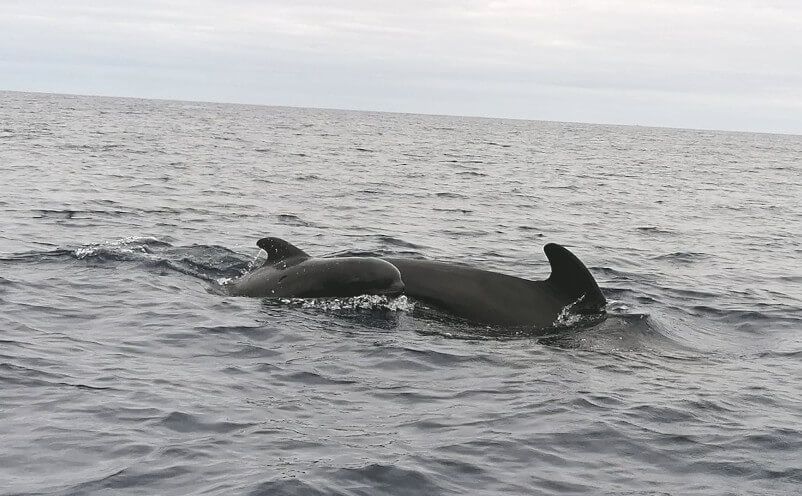 Zwei Wale schwimmen majestätisch im ruhigen Ozean unter einem bewölkten Himmel.