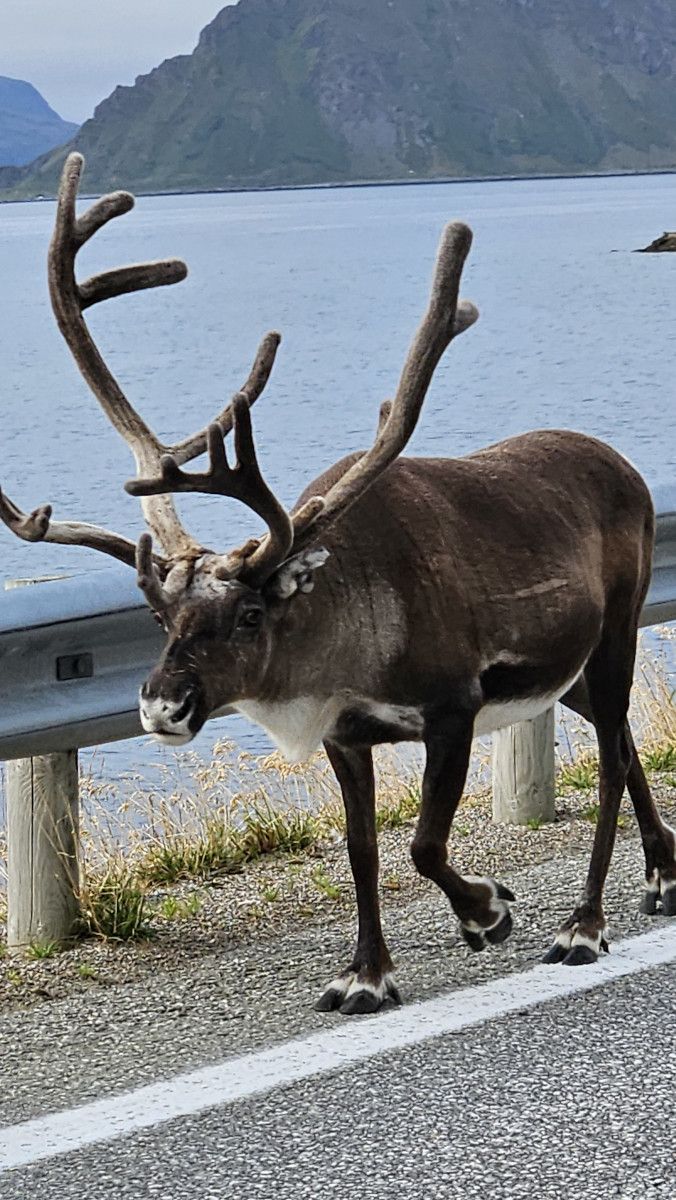 Ein Rentier mit großen Geweihen geht neben einer Straße in einer malerischen Küstenlandschaft.
