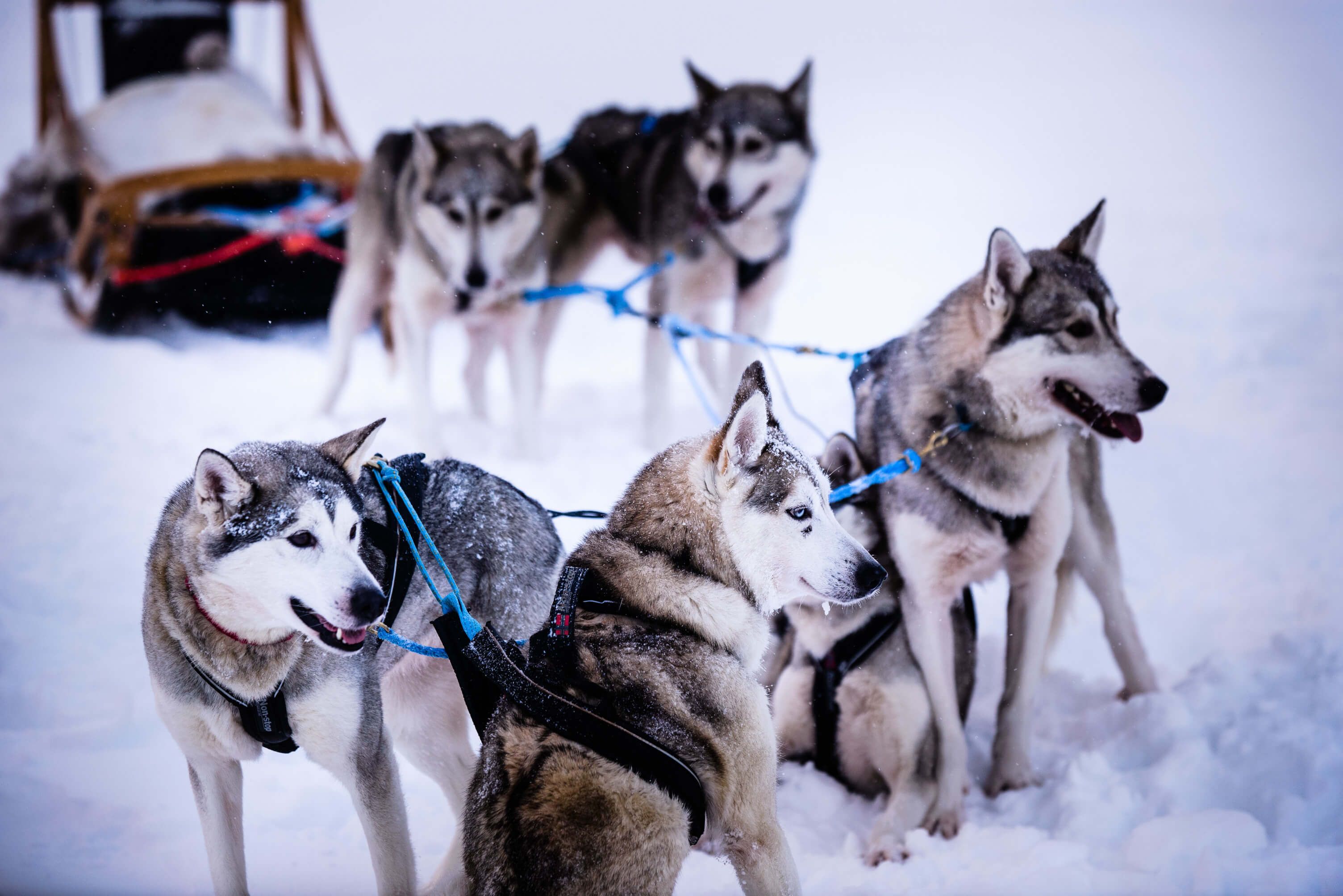 Eine Gruppe von Schlittenhunden steht im Schnee, bereit für ein Abenteuer mit dem Schlitten im Hintergrund.