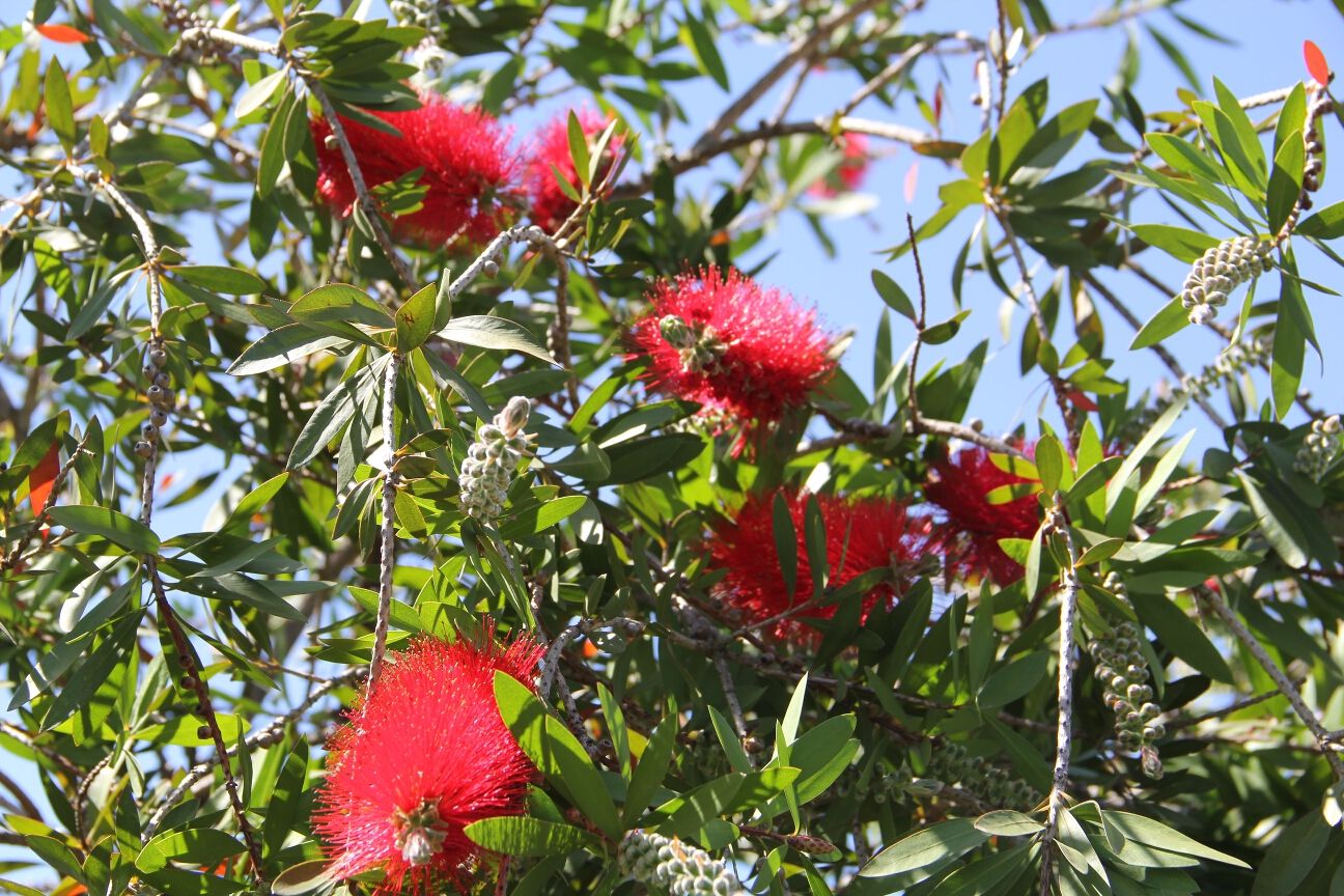 Rote, auffällige Blüten mit grünen Blättern in sonnigem Himmel. Eine üppige Pflanzenpracht in voller Blüte.