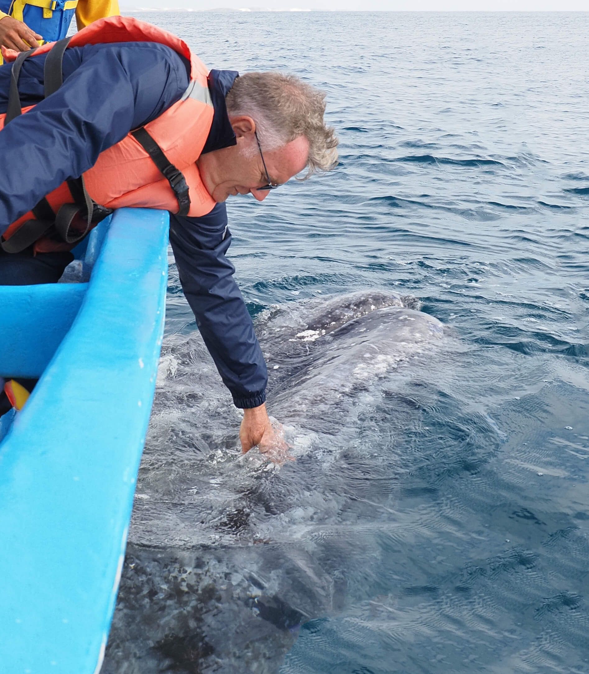 Ein Mann streichelt einen Wal von einem kleinen Boot aus, umgeben von ruhigem Wasser.