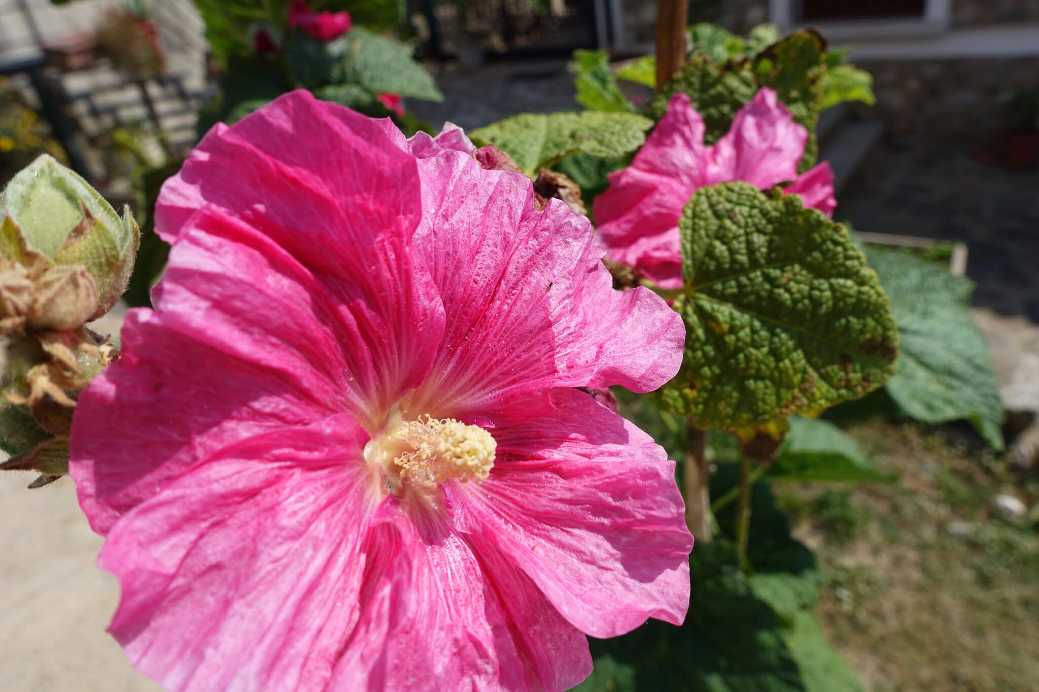 Eine große, leuchtend pinke Blume mit grünen Blätter im Hintergrund, die in der Sonne blüht.