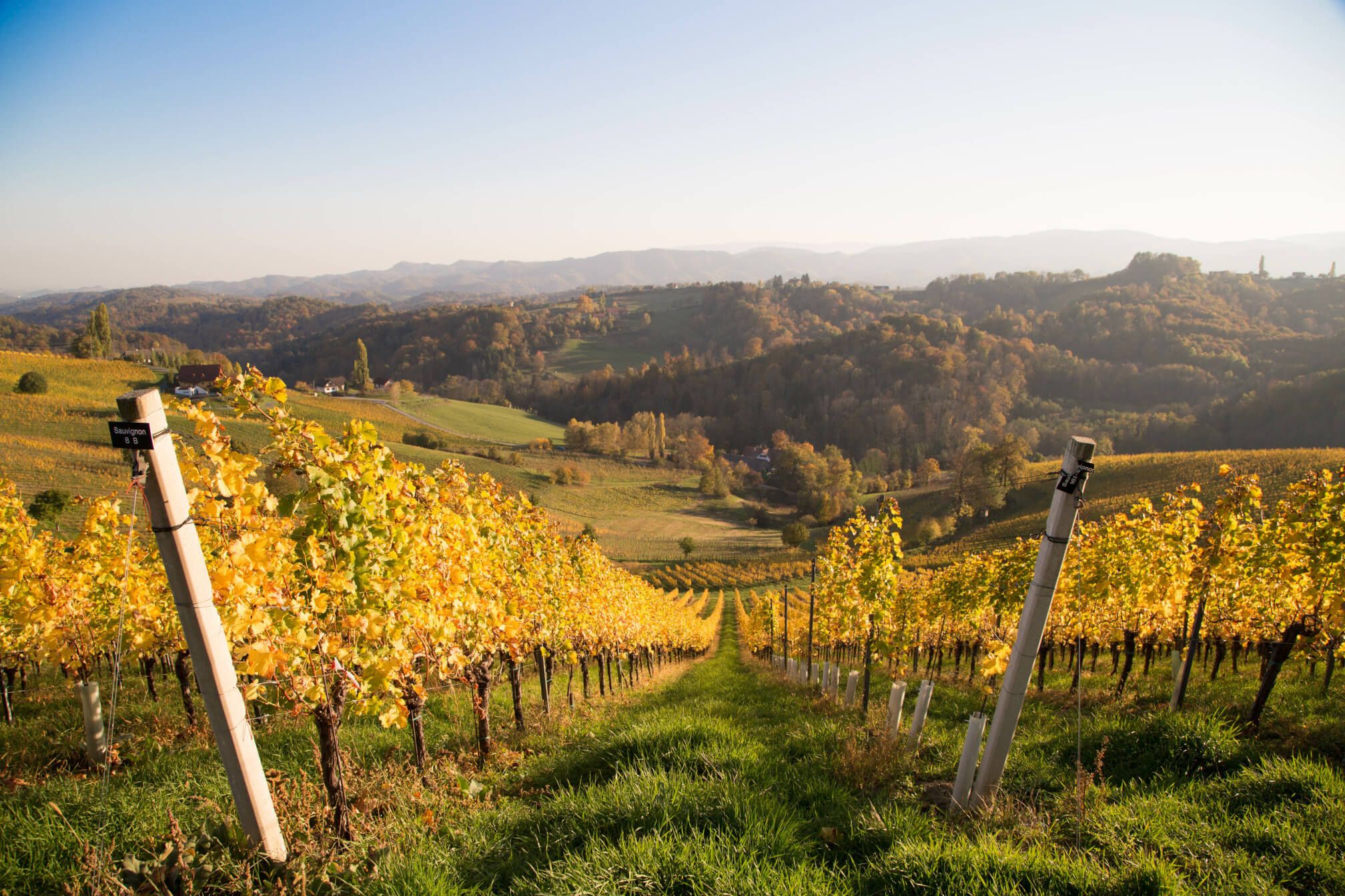 Eine malerische Weinlandschaft mit bunten Reben im Herbst, sanfte Hügel im Hintergrund, strahlender Himmel.