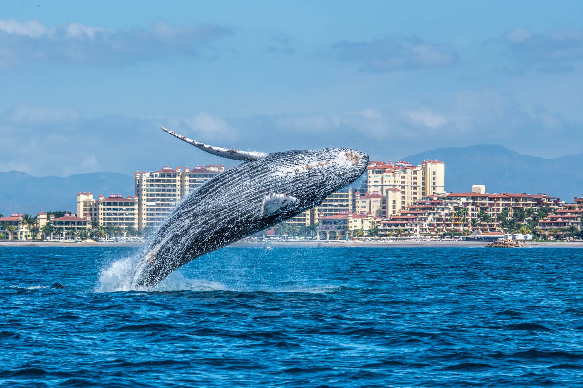 Ein Buckelwal springt majestätisch aus dem Wasser, mit einer Küstenstadt im Hintergrund.