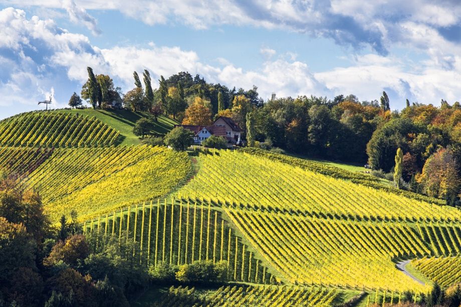 Buntes Weinbaugebiet mit strukturierten Reben und einem malerischen Haus im Hintergrund unter einem schönen Himmel.